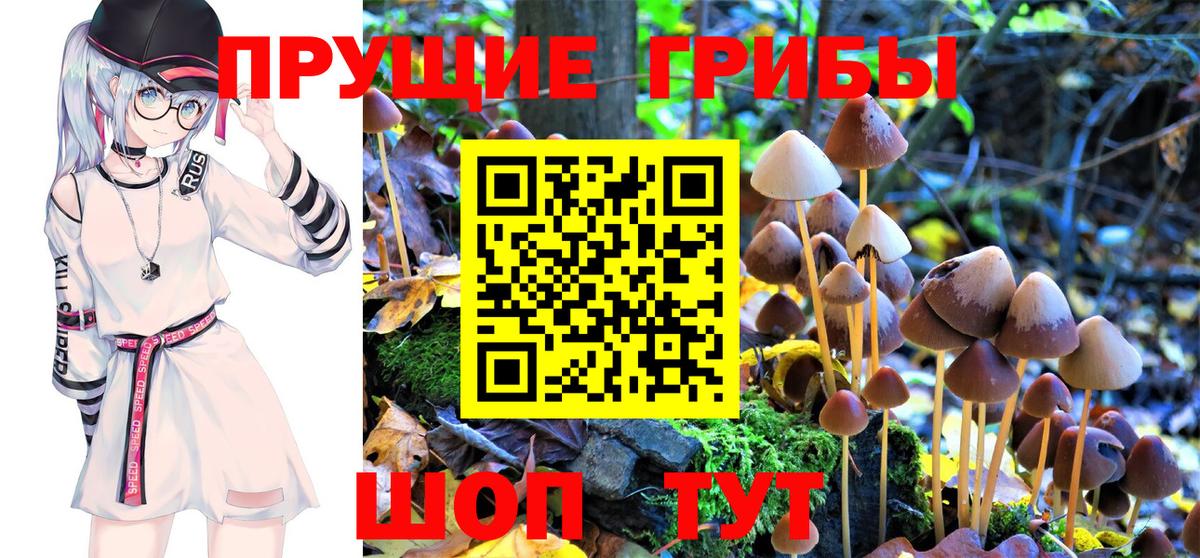 Мариинск  закладка  Вход с VPN  Псилоцибиновые грибы Psilocybe 
